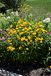 Summer Sun False Sunflower (Heliopsis helianthoides 'Summer Sun') at Lakeshore Garden Centres