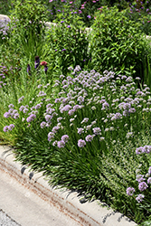 Summer Beauty Ornamental Chives (Allium tanguticum 'Summer Beauty') at Peter Knippel Garden Centre