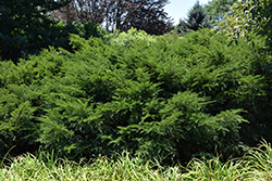 Runyan Yew (Taxus x media 'Runyan') at Lakeshore Garden Centres