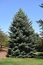 White Fir (Abies concolor) at Peter Knippel Garden Centre