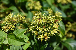 Summer Stars Georgia Bush Honeysuckle (Diervilla rivularis 'Morton') at Lakeshore Garden Centres