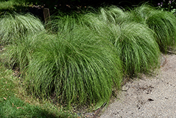 Silk Tassels Sedge (Carex morrowii 'Silk Tassels') at Lakeshore Garden Centres