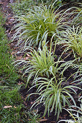 Silvery Sunproof Variegated Lily Turf (Liriope muscari 'Silvery Sunproof') at Lakeshore Garden Centres