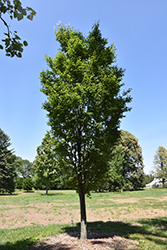 Musashino Zelkova (Zelkova serrata 'Musashino') at Lakeshore Garden Centres