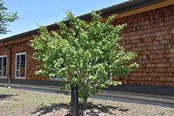 Golden Globe Ginkgo (Ginkgo biloba 'Golden Globe') at Lakeshore Garden Centres