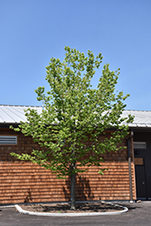 Magnifica Hackberry (Celtis 'Magnifica') at Lakeshore Garden Centres