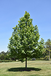 Ovation London Planetree (Platanus x acerifolia 'Morton Euclid') at Lakeshore Garden Centres