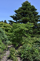 Autumn Cascade Weeping Black Gum (Nyssa sylvatica 'Autumn Cascade') at Lakeshore Garden Centres