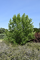 Little Volunteer Tuliptree (Liriodendron tulipifera 'Little Volunteer') at Lakeshore Garden Centres