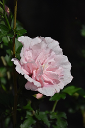 Pink Chiffon Rose of Sharon (Hibiscus syriacus 'JWNWOOD4') at Peter Knippel Garden Centre