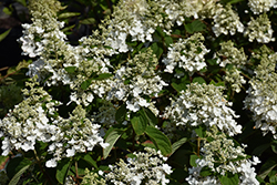 Baby Lace Hydrangea (Hydrangea paniculata 'PIIHP-I') at Lakeshore Garden Centres