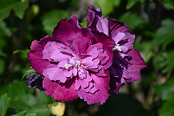 Sanchoyo Rose of Sharon (Hibiscus syriacus 'Sanchoyo') at Lakeshore Garden Centres