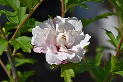 French Cabaret Blush Rose of Sharon (Hibiscus syriacus 'Mindoub 1') at Lakeshore Garden Centres