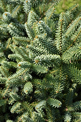 Prostrate Blue Spanish Fir (Abies pinsapo 'Glauca Prostrata') at Lakeshore Garden Centres