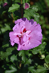Tahiti Rose of Sharon (Hibiscus syriacus 'Mineru') at Peter Knippel Garden Centre
