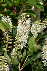 Vanilla Spice Summersweet (Clethra alnifolia 'Caleb') at Lakeshore Garden Centres