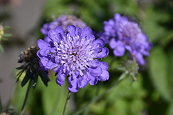 Mariposa Blue Pincushion Flower (Scabiosa columbaria 'Mariposa Blue') at Lakeshore Garden Centres