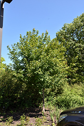 Ruby Slippers Amur Maple (Acer ginnala 'Ruby Slippers') at Peter Knippel Garden Centre