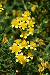Sunny Boulevard St. John's Wort (Hypericum 'Deppe') at Lakeshore Garden Centres