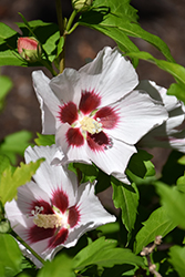 Blush Satin Rose of Sharon (Hibiscus syriacus 'Mathilde') at Lakeshore Garden Centres