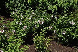 Blush Satin Rose of Sharon (Hibiscus syriacus 'Mathilde') at Lakeshore Garden Centres