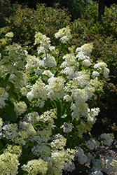 Little Lamb Hydrangea (Hydrangea paniculata 'Little Lamb') at Golden Acre Home & Garden