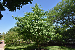 Tit Ginkgo (Ginkgo biloba 'Tit') at Lakeshore Garden Centres