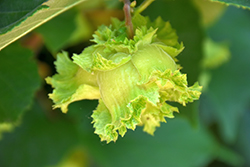 American Hazelnut (Corylus americana) at The Mustard Seed