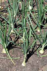 Walla Walla Onion (Allium cepa 'Walla Walla') at Golden Acre Home & Garden