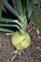 Walla Walla Onion (Allium cepa 'Walla Walla') at Golden Acre Home & Garden