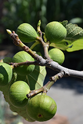 Black Jack Fig (Ficus carica 'Black Jack') at Lakeshore Garden Centres