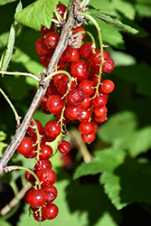 Rovada Currant (Ribes sativum 'Rovada') at Lakeshore Garden Centres