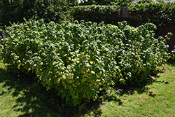 Black Currant (Ribes nigrum) at Golden Acre Home & Garden