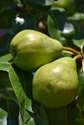 Maxine Pear (Pyrus communis 'Maxine') at Lakeshore Garden Centres