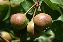 Taynton Squash Pear (Pyrus communis 'Taynton Squash') at Lakeshore Garden Centres
