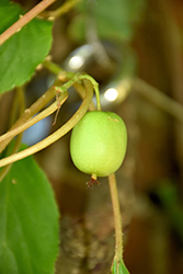 Weiki Hardy Kiwi (Actinidia arguta 'Weiki') at Lakeshore Garden Centres