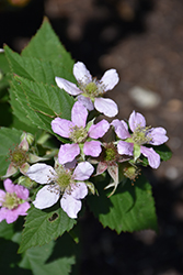 Chester Thornless Blackberry (Rubus 'Chester') at Mainescape Nursery