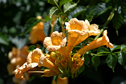Snazzy Brass Trumpetvine (Campsis radicans 'Gresnbr') at Lakeshore Garden Centres