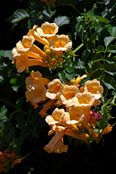 Yellow Trumpetvine (Campsis radicans 'Flava') at A Very Successful Garden Center