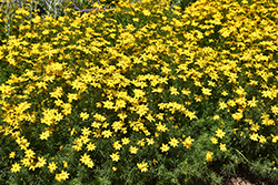 Golden Showers Tickseed (Coreopsis verticillata 'Golden Showers') at Lakeshore Garden Centres