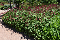 Fire Tail Fleeceflower (Persicaria amplexicaulis 'Fire Tail') at Lakeshore Garden Centres