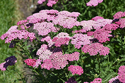 New Vintage Violet Yarrow (Achillea millefolium 'Balvinolet') at Peter Knippel Garden Centre