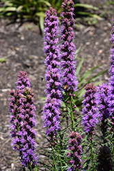 Trailblazer Blazing Star (Liatris spicata 'Trailblazer') at Lakeshore Garden Centres