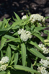 Milkmaid Swamp Milkweed (Asclepias incarnata 'Milkmaid') at Lakeshore Garden Centres