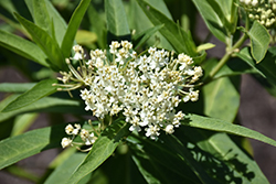 Milkmaid Swamp Milkweed (Asclepias incarnata 'Milkmaid') at Lakeshore Garden Centres
