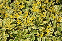 Cutting Edge Stonecrop (Sedum ellacombianum 'Cutting Edge') at Lakeshore Garden Centres