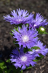 Blue Frills Aster (Stokesia laevis 'Blue Frills') at Lakeshore Garden Centres