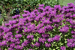 It's Magic Beebalm (Monarda 'It's Magic') at Lakeshore Garden Centres