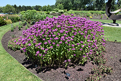 It's Magic Beebalm (Monarda 'It's Magic') at Lakeshore Garden Centres
