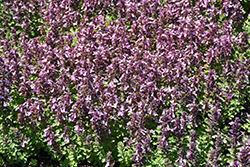 Pride Of Georgia Germander (Teucrium chamaedrys 'Pride Of Georgia') at Lakeshore Garden Centres